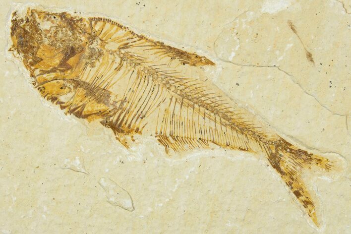 Detailed Fossil Fish (Diplomystus) - Wyoming #330826